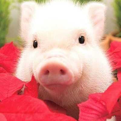 超火小粉猪图片可爱超级萌2018 你是我见过最可爱的猪