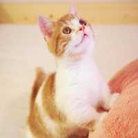 可爱超萌的小橘猫图片大全 来自小橘猫的抬头杀