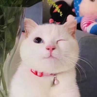 2018高清可爱猫咪头像大全 超萌最火吸引人的微信动物头像