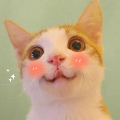 萌哒哒的猫咪动物头像2018最新版 是猫咪可爱还是我可爱
