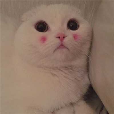 白色软萌可爱的小猫咪头像2018 只会卖萌的乖猫咪