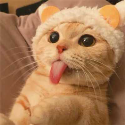 微信猫咪头像可爱卖萌 2020最受欢迎的小猫咪头像